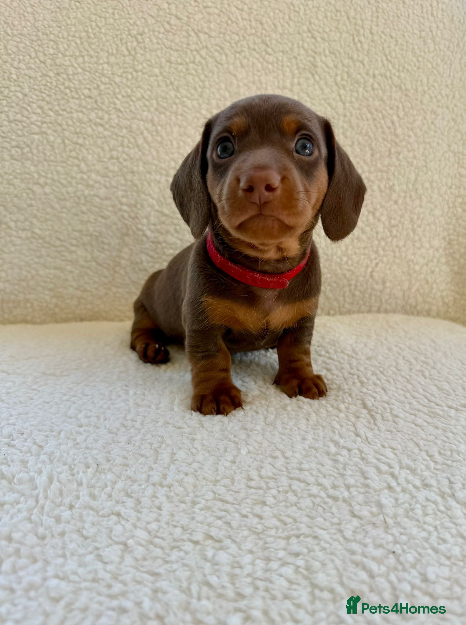 Miniature Dachshund dogs REDUCED £850 - Advert 6
