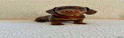 Miniature Dachshund dogs for sale: REDUCED £750 - Advert 4