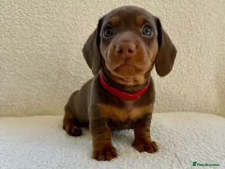 Miniature Dachshund dogs REDUCED £850 - Advert 6