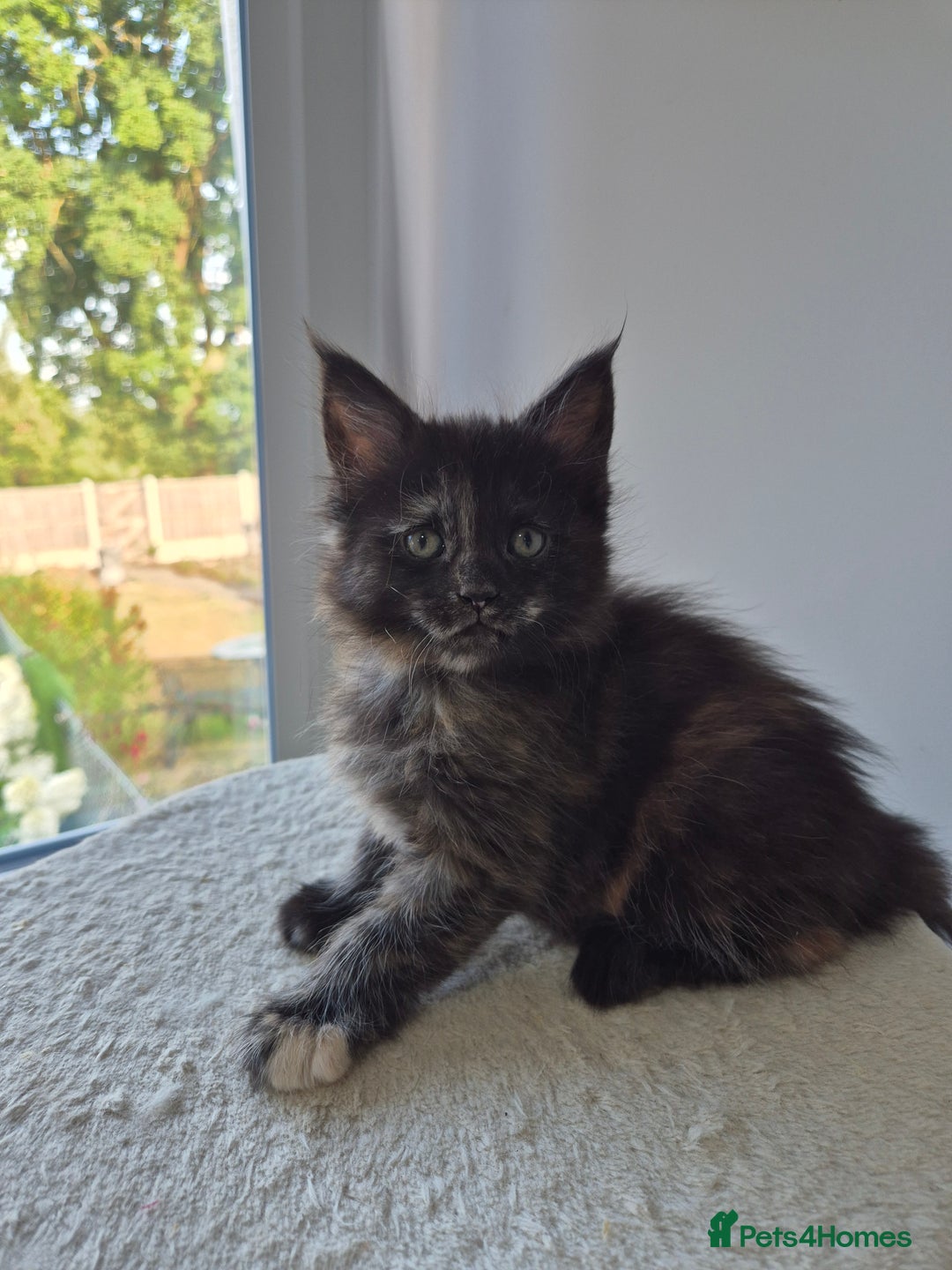 Maine Coon cats for sale: 6 TICA-Registered Maine Coon Kittens Available - Image 11