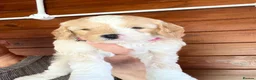 Cockapoo dogs for sale: Stunning Cockapoo Puppies - Advert 16