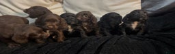 Cockapoo dogs for sale: Adorable F1B Cockapoos❤️💙 🐾 - Advert 20