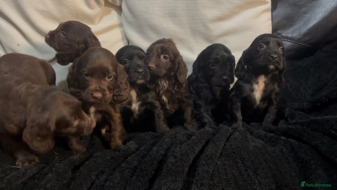 Cockapoo dogs for sale: Adorable F1B Cockapoos❤️💙 🐾 - Advert 20
