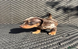 Dachshund dogs for sale: Dachshund Puppies  - Image 2