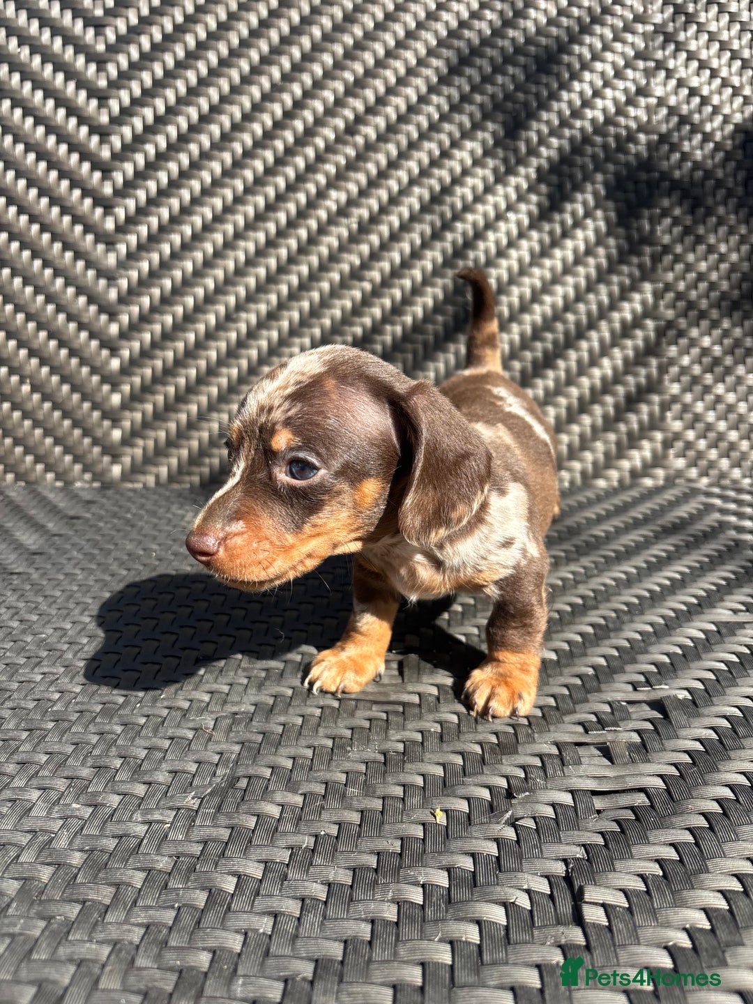 Dachshund dogs for sale: Dachshund Puppies  - Image 2