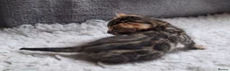 Bengal cats for sale: Traditional brown Bengal - Advert 14