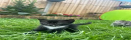Mixed Breed cats for sale: 6 Beautiful Kittens - Advert 30