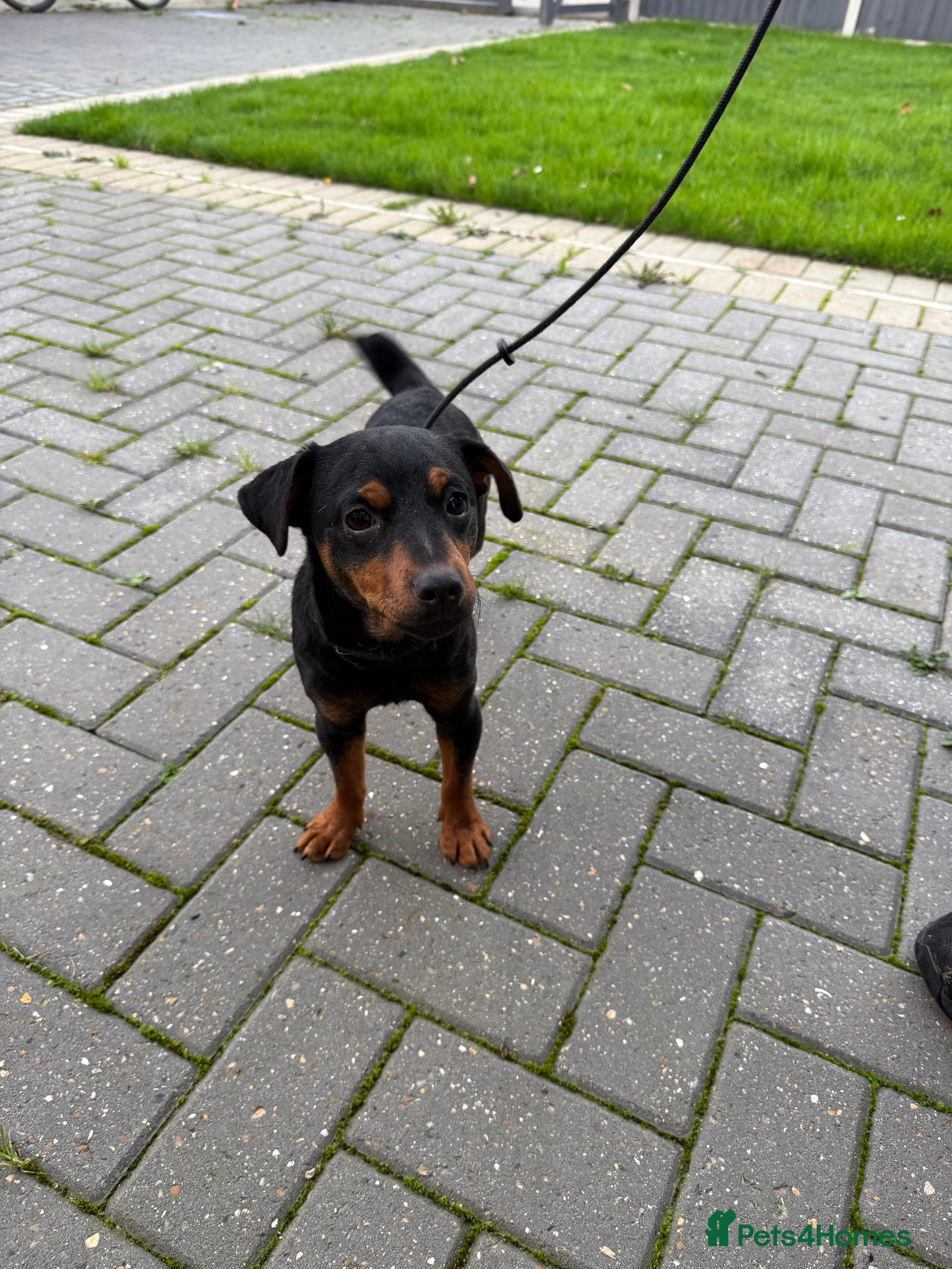 Jack Russell dogs Jack Russell terrier 15 months old - Advert 6