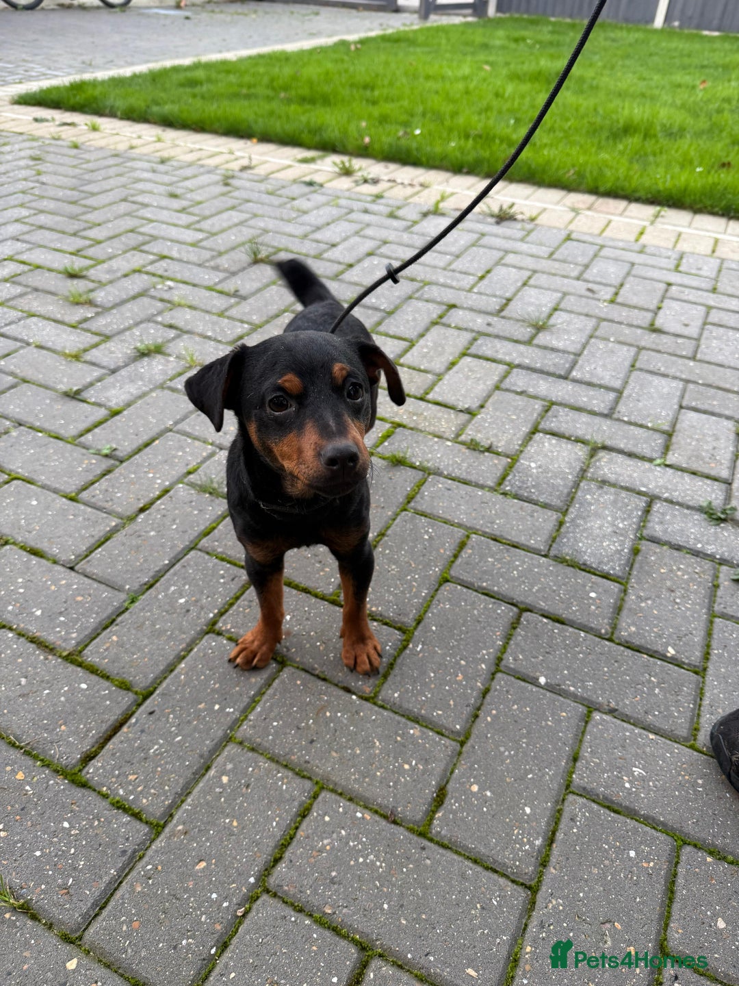 Jack Russell dogs for sale: Jack Russell terrier 15 months old - Advert 1