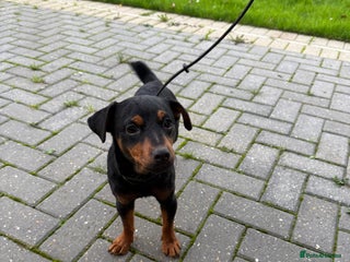 Jack Russell dogs Jack Russell terrier 15 months old - Advert 8