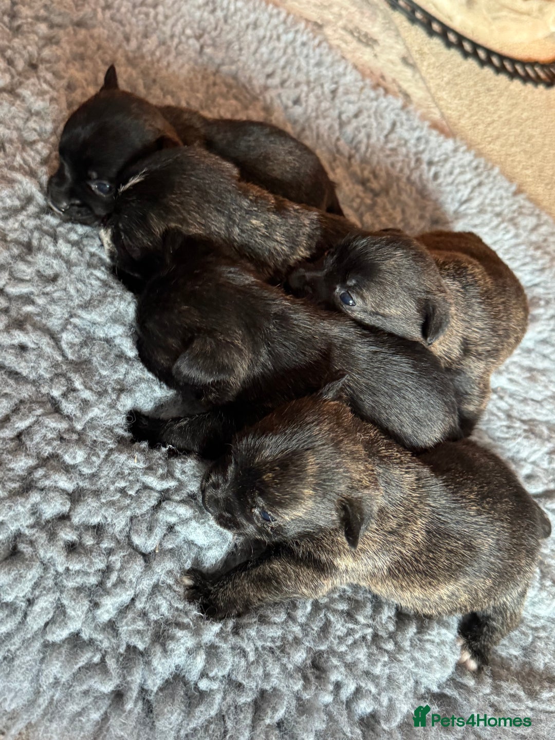 Mixed Breed dogs for sale: West highland cross Scottish terriers - Advert 7