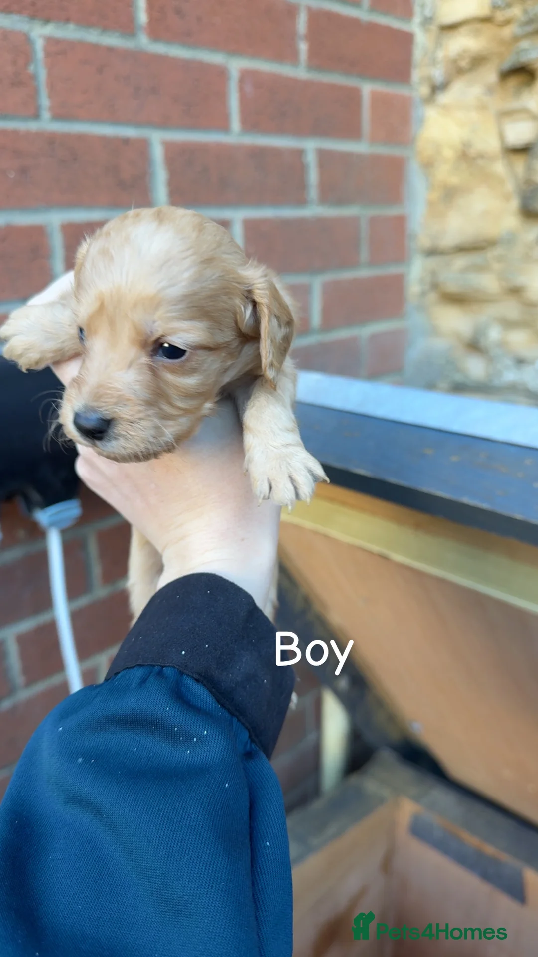 Cockapoo dogs for sale: Cockapoo puppies  - Advert 2