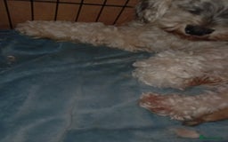 Cockapoo dogs for sale: Beautiful Little Cockapoo Boy  - Image 8