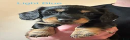 Miniature Dachshund dogs for sale: ✨KC Long Haired Miniature Dachshund Puppies  ✨ - Advert 7