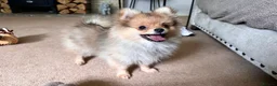 Pomeranian dogs for sale: RUSSIAN CHAMPION KC FEMALE POMERANIAN  - Advert 5