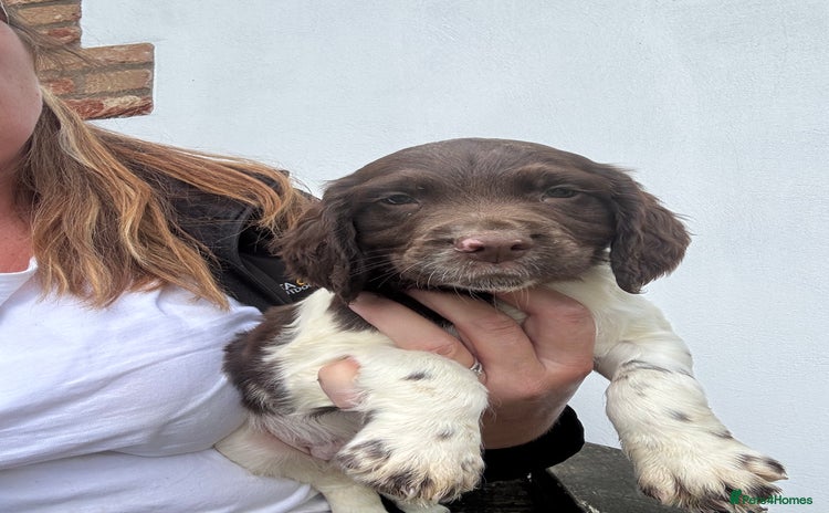 English Springer Spaniel dogs - Advert 9