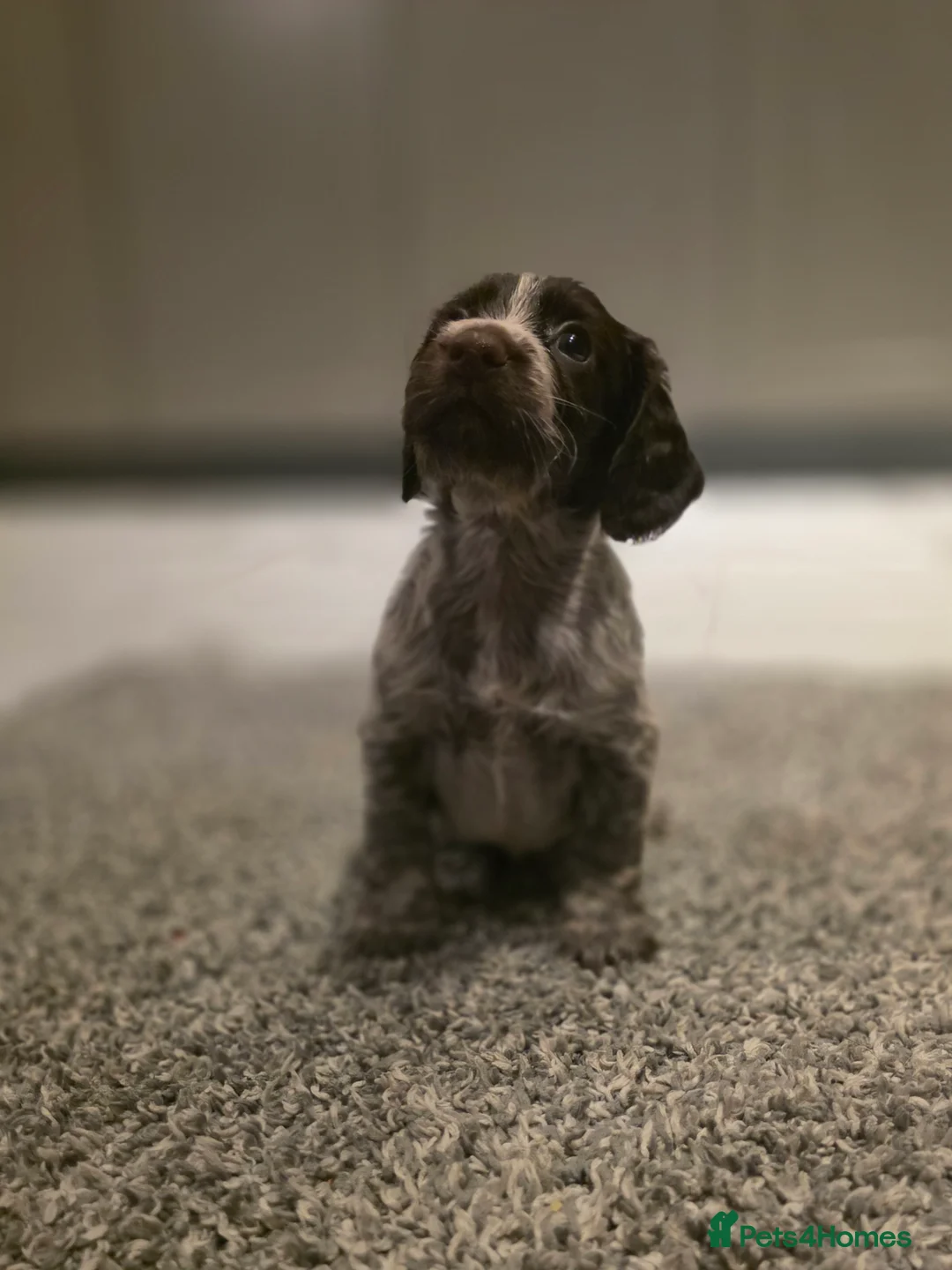 Cocker Spaniel dogs for sale: Beautiful Working cocker spaniel puppies - Advert 28