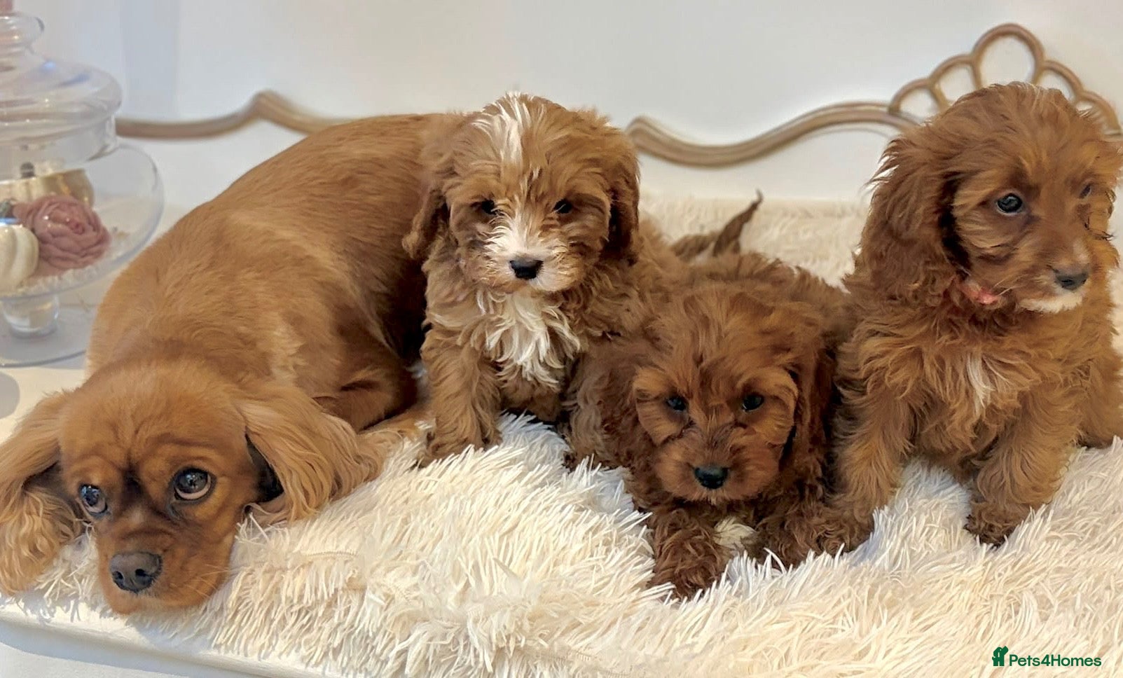 Cavapoo dogs for sale: F1 Cavapoo puppies, fully health tested parents - Advert 1