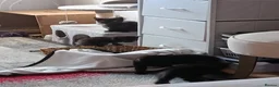 Mixed Breed cats for sale: Kittens looking for homes in Daventry - Advert 5