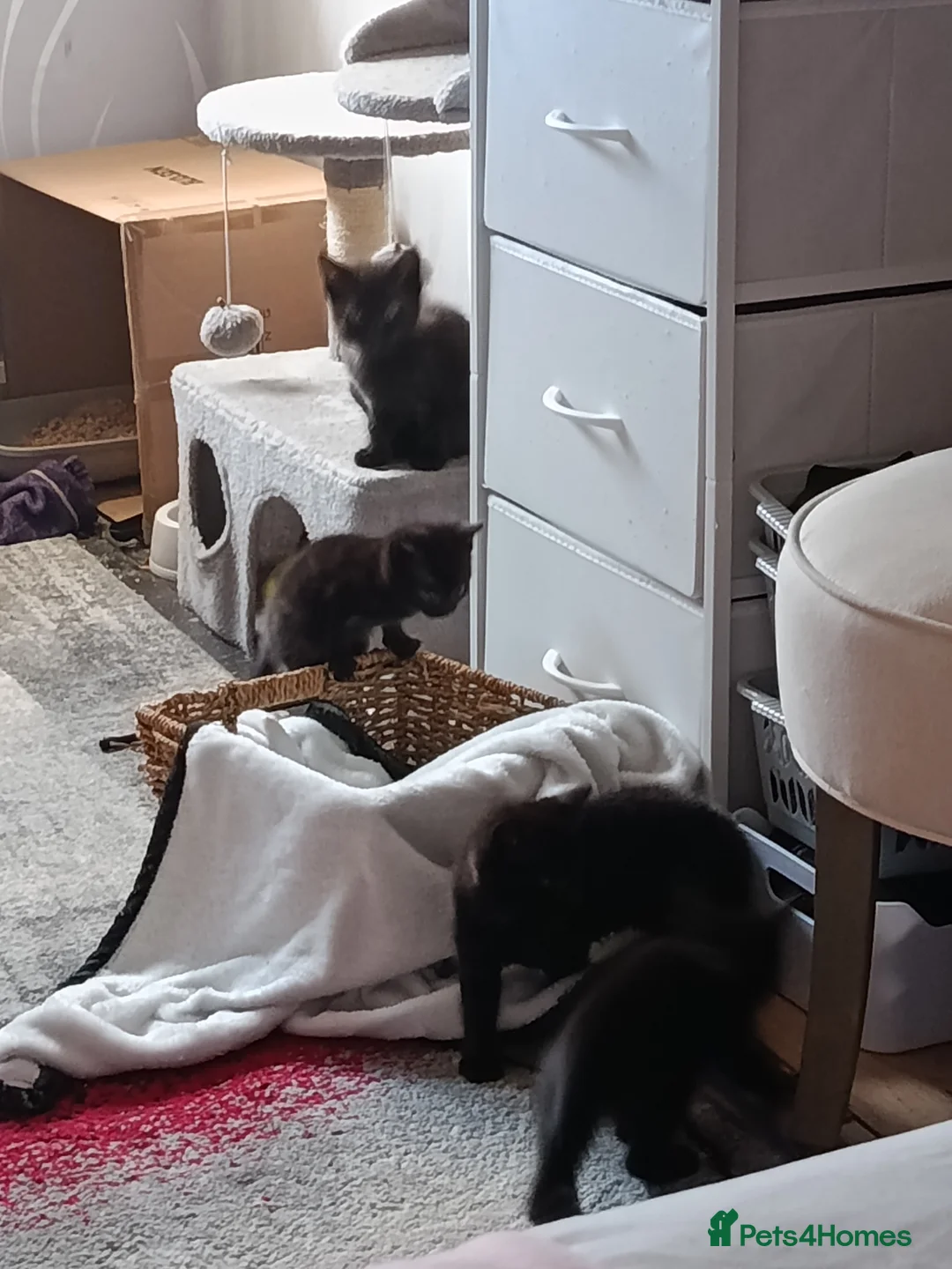 Mixed Breed cats for sale: Kittens looking for homes in Daventry - Advert 5