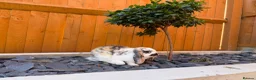 Mini Lop rabbits for sale: Mixed Mini Lop baby rabbits  in Maidstone - Advert 10