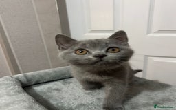 British Shorthair cats for sale: Stunning chunky British shorthair kittens GCCF Reg - Image 37