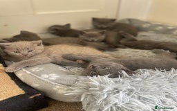 Russian Blue cats for sale: Gorgeous Russian blue/British Shorthair kittens - Advert 1