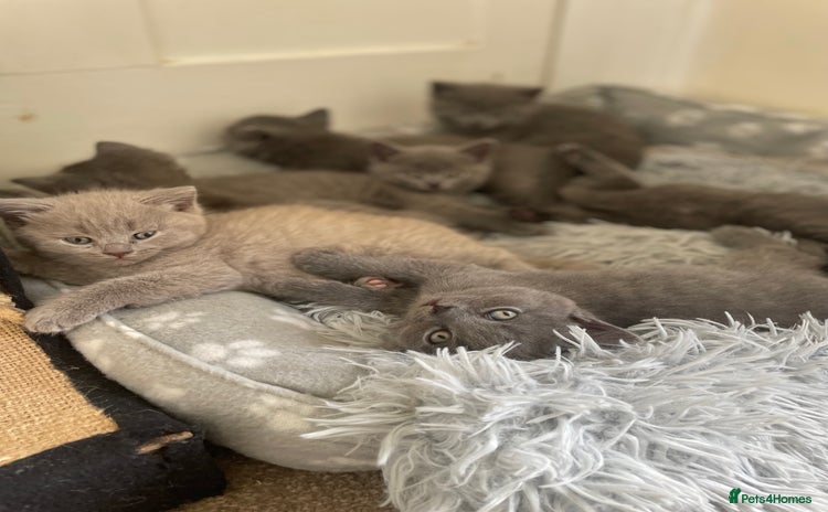 Russian Blue cats Gorgeous Russian blue/British Shorthair kittens - Advert 8