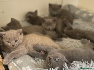 Russian Blue cats Gorgeous Russian blue/British Shorthair kittens - Advert 1