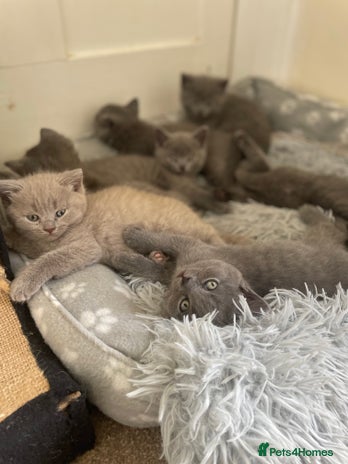 Russian Blue cats Gorgeous Russian blue/British Shorthair kittens - Advert 1