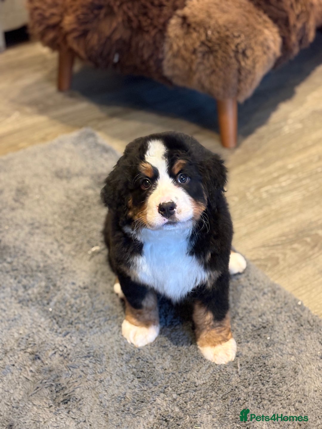 Bernese Mountain Dog dogs for sale: Beautiful Bernese Mountain puppies  - Advert 6