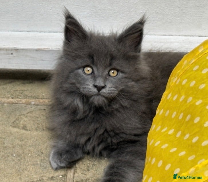 Maine Coon cats Beautiful full Maine Coon kittens Last blue boy!  - Advert 14