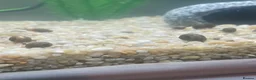 Snails invertebrates for sale: Ramshorn Snails in High Wycombe - Advert 2