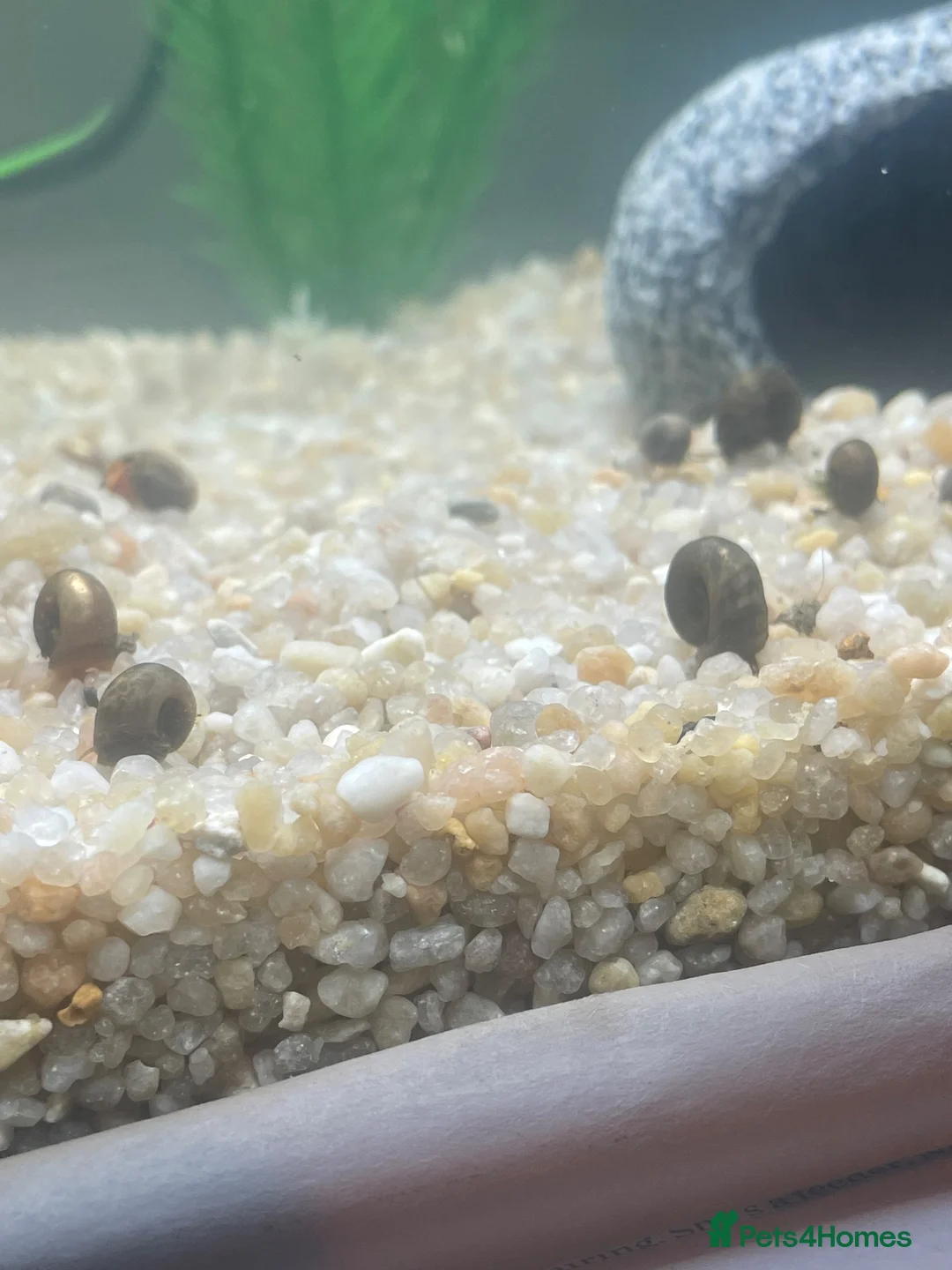 Snails invertebrates for sale: Ramshorn Snails in High Wycombe - Advert 2