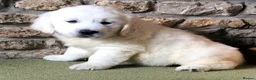 Golden Retriever dogs for sale: Lovely chunky cream puppies  - Advert 21