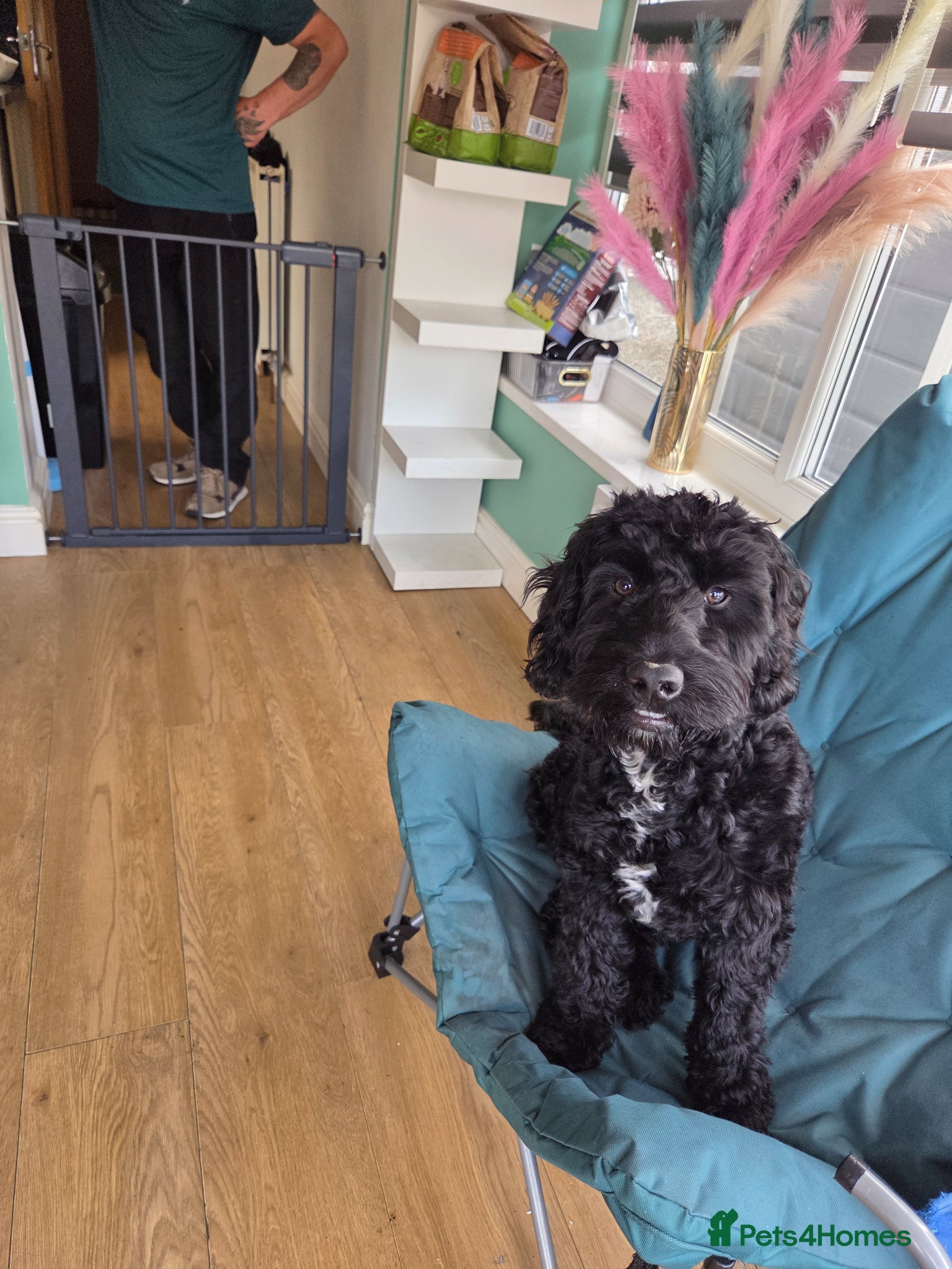 Cockapoo dogs Miss karen fitton  - Advert 1