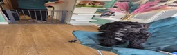 Cockapoo dogs for sale: Miss karen fitton  in Morecambe - Advert 1
