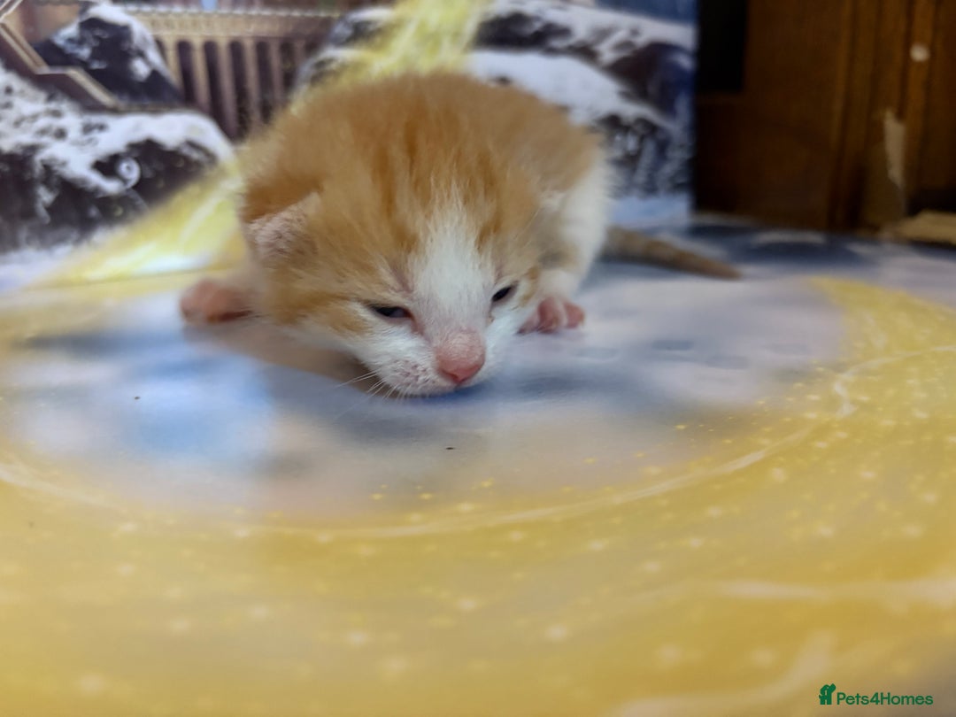 Mixed Breed cats for sale: 1/2 sphynx kittens - Advert 3