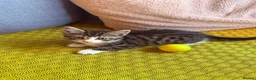 Mixed Breed cats for sale: Friendly kittens  - Advert 11