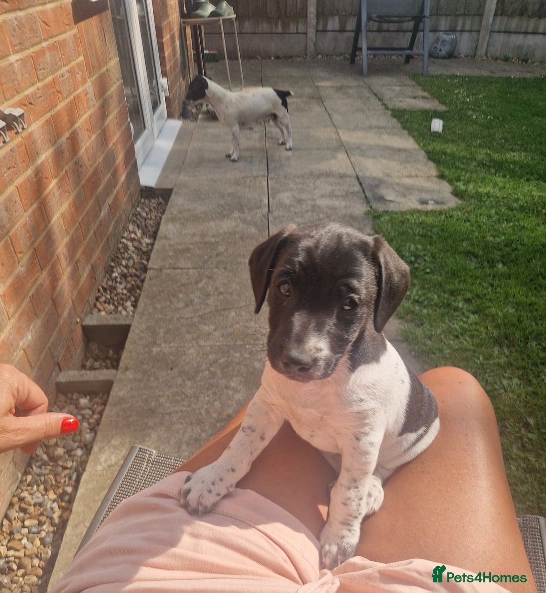 Jack Russell dogs for sale: 2 Jack russel pups in Maidstone - Image 2