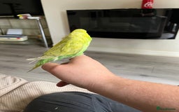 Budgerigars birds for sale: Green hand tame baby budgie  - Image 5
