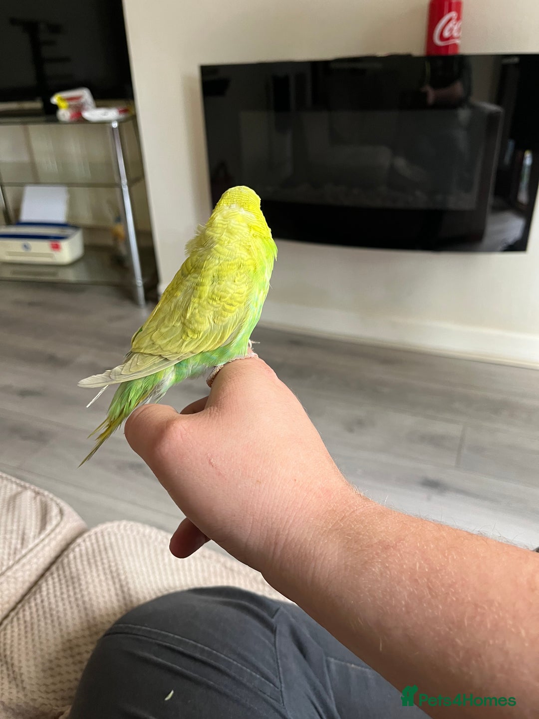Budgerigars birds for sale: Green hand tame baby budgie  - Image 5