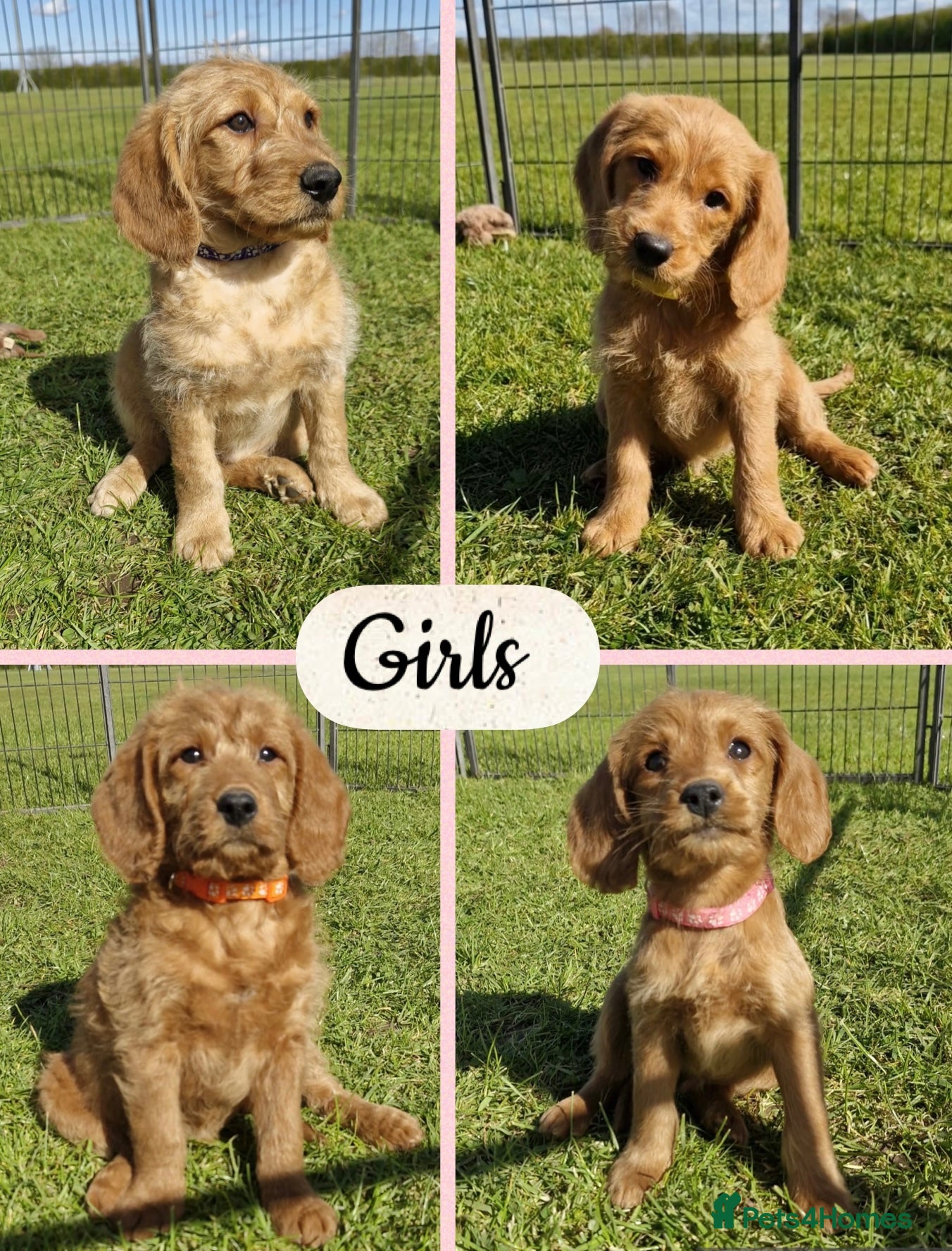 Labradoodle dogs ⭐️Fully Health Tested F1 Miniature Labradoodles⭐️  - Advert 1