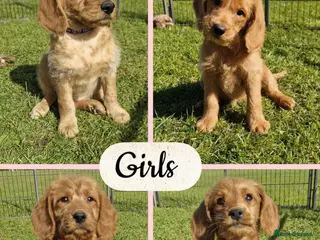 Labradoodle dogs ⭐️Fully Health Tested F1 Miniature Labradoodles⭐️ - Advert 1