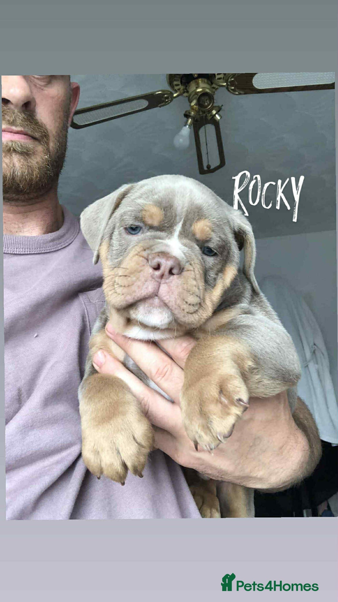 Olde English Bulldogge dogs for sale: 07496730941 : lilac tri Olde English Bulldogges - Image 11