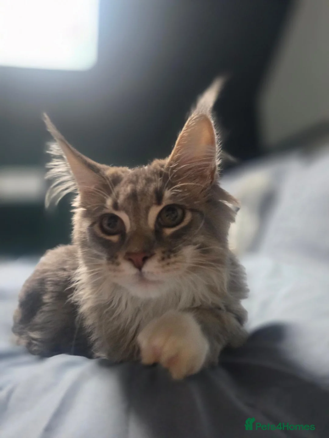 Maine Coon cats for sale: Maine coon kitten  - Advert 6