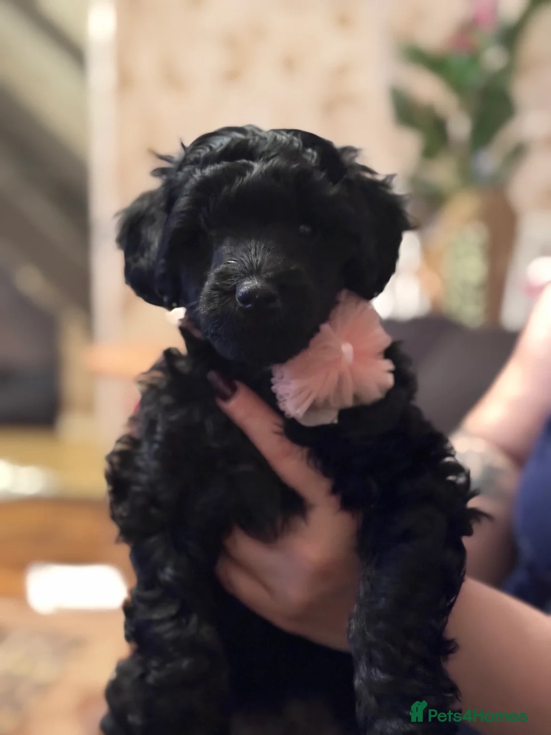 Miniature Poodle dogs for sale: Beutiful mini poodle girl - Advert 2