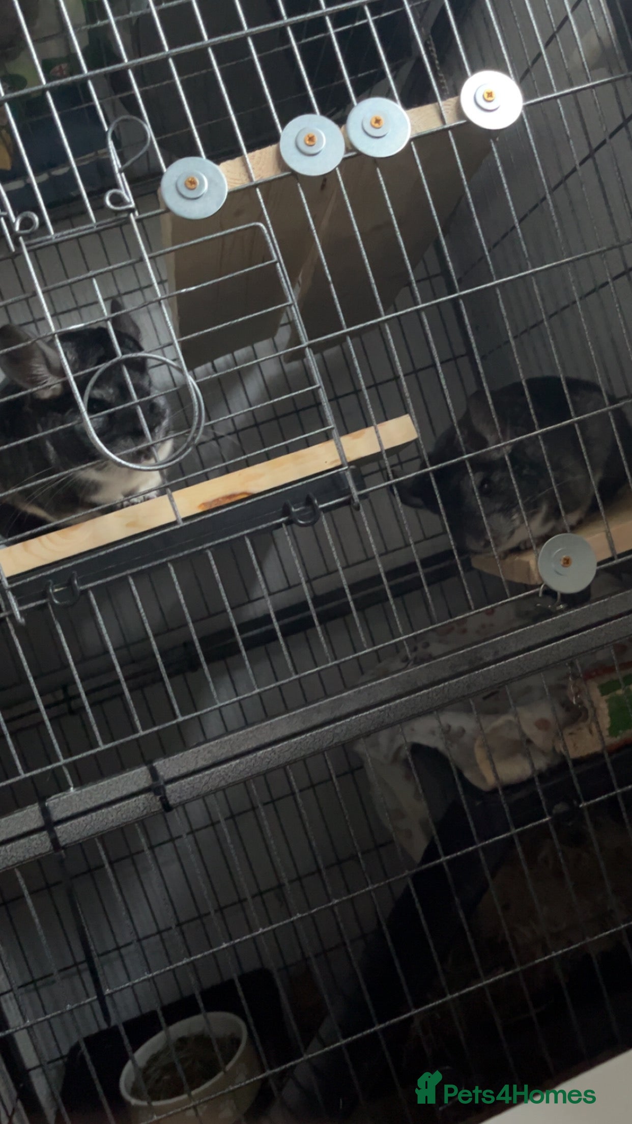 Chinchilla rodents 2 female mother and daughter chinchillas  - Advert 10