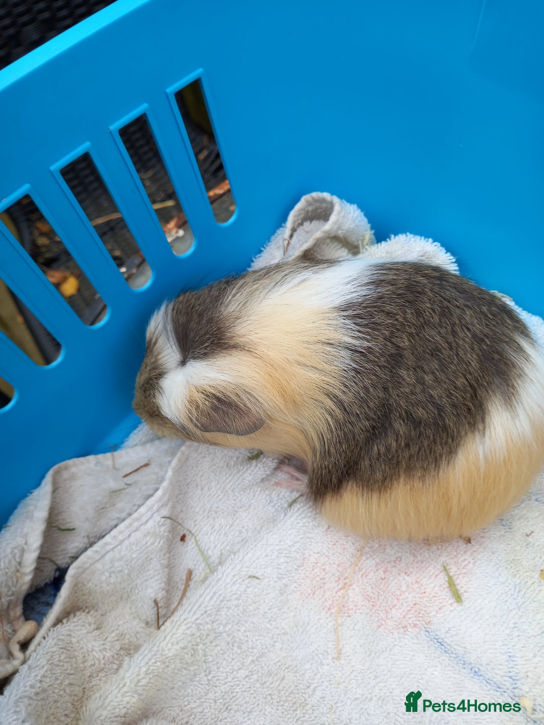 Guinea Pig rodents for sale: Swiss baby guinea-pigs  - Image 3