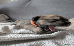 Glen of Imaal Terrier dogs for sale: Glen of Immal - Image 7
